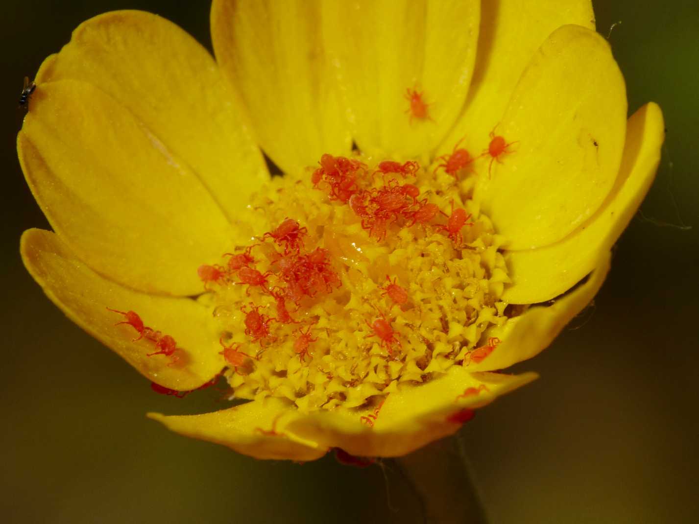 Acari su Anthemis tinctoria